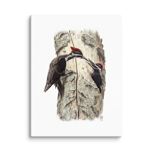 Gallery-wrapped 9x12 canvas of Coaxing Courage, depicting a mother Pileated Woodpecker using food to encourage her young out of the nest.  Illustrated by Suzanne Matheson, 2017.