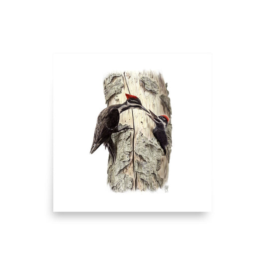 Museum-quality 10x10 print of Coaxing Courage, depicting a mother Pileated Woodpecker using food to encourage her young out of the nest.  Illustrated by Suzanne Matheson, 2017.