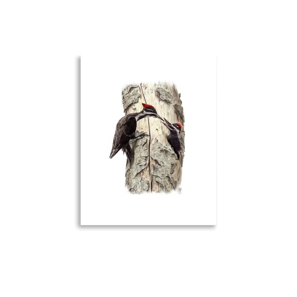 Museum-quality 11x14 print of Coaxing Courage, depicting a mother Pileated Woodpecker using food to encourage her young out of the nest.  Illustrated by Suzanne Matheson, 2017.
