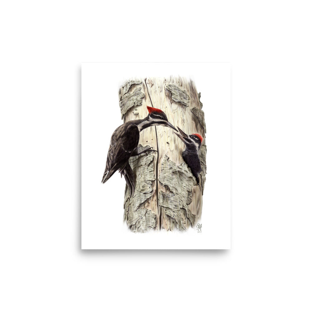 Museum-quality 8x10 print of Coaxing Courage, depicting a mother Pileated Woodpecker using food to encourage her young out of the nest.  Illustrated by Suzanne Matheson, 2017.
