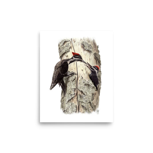 Museum-quality 8x10 print of Coaxing Courage, depicting a mother Pileated Woodpecker using food to encourage her young out of the nest.  Illustrated by Suzanne Matheson, 2017.