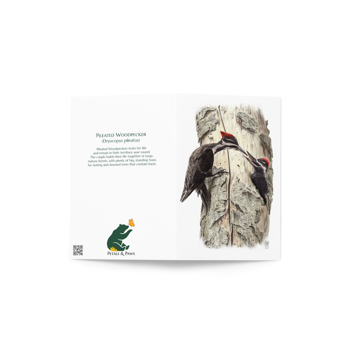 The Coaxing Courage Greeting Card, open, showing front and back. The front features the Pileated Woodpecker illustration. The back features interesting fact and Petals & Paws logo.