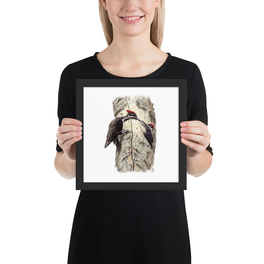 Person holding 10x10 inch black framed print of Coaxing Courage illustration of Pileated Woodpeckers to show relative size. Illustrated by Suzanne Matheson, 2017.