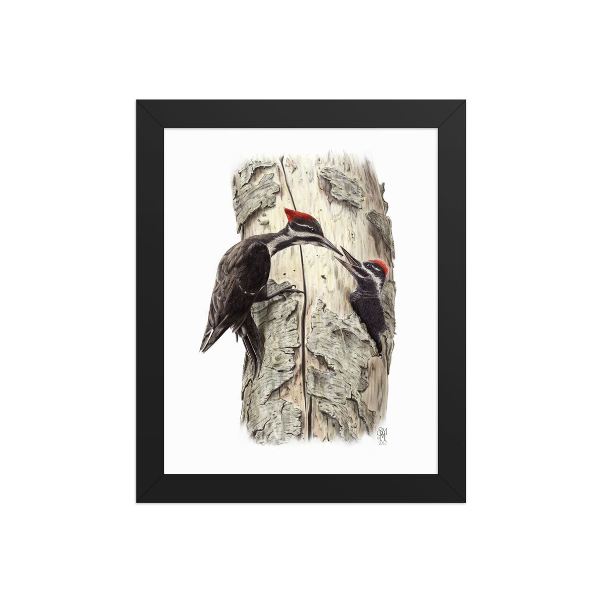 Black framed print of Coaxing Courage, depicting a mother Pileated Woodpecker using food to encourage her young out of the nest.  Illustrated by Suzanne Matheson, 2017.