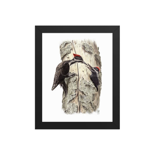 Black framed print of Coaxing Courage, depicting a mother Pileated Woodpecker using food to encourage her young out of the nest.  Illustrated by Suzanne Matheson, 2017.