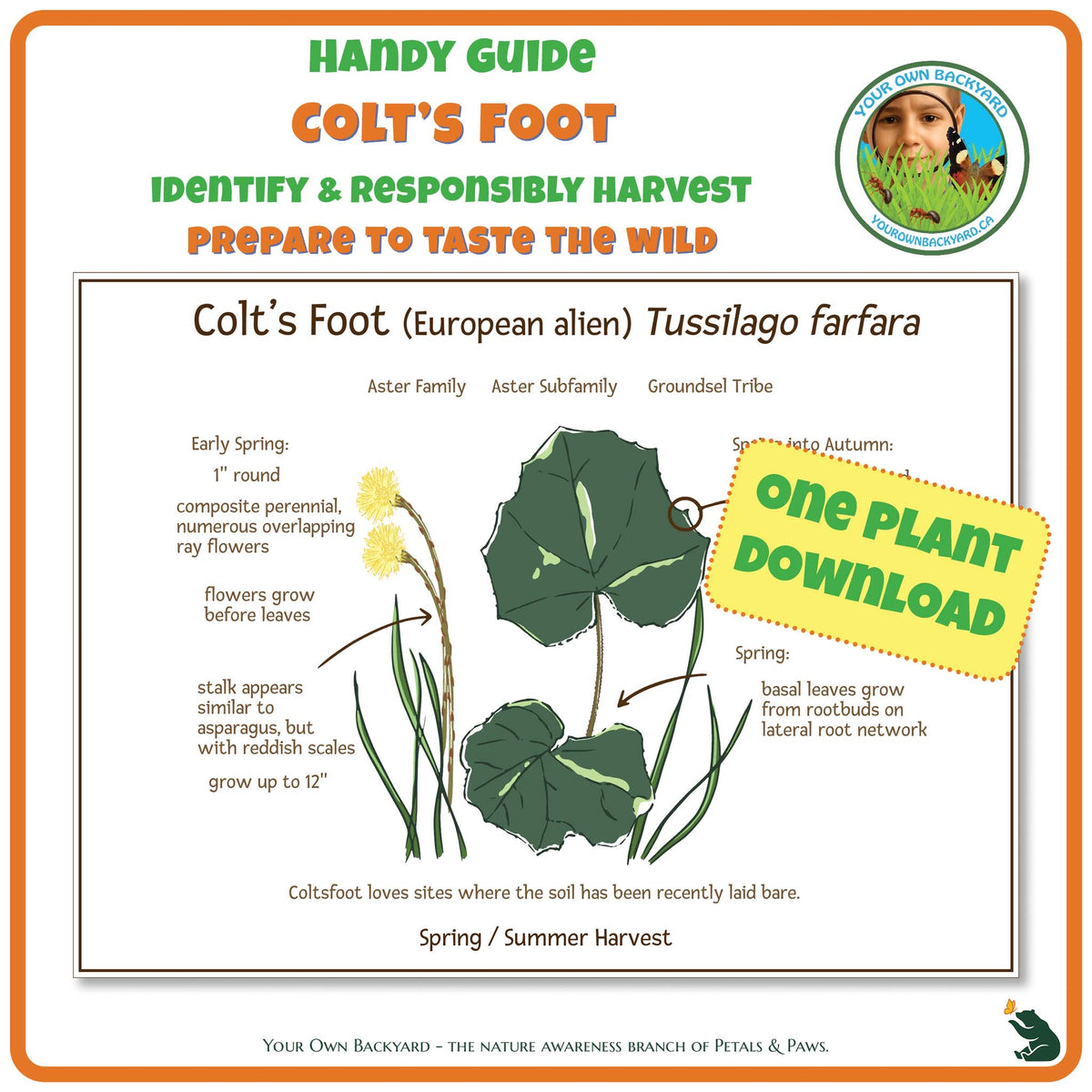 Colt's Foot Wild Edibles Guide is a handy pdf download and printable for identifying, responsibly harvesting and preparing colt's foot. Image has product info above, shows the cover below, indicates "One Plant Download", and "Your Own Backyard - The Nature Awareness Branch of Petals & Paws" runs along the bottom.