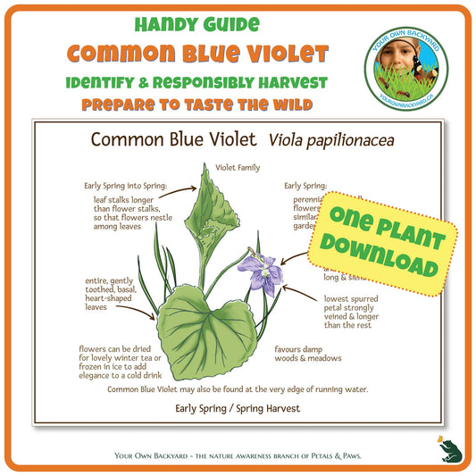 Common Blue Violet Wild Edibles Guide is a handy pdf download and printable for identifying, responsibly harvesting and preparing violet. Image has product info above, shows the cover below, indicates "One Plant Download", and "Your Own Backyard - The Nature Awareness Branch of Petals & Paws" runs along the bottom.