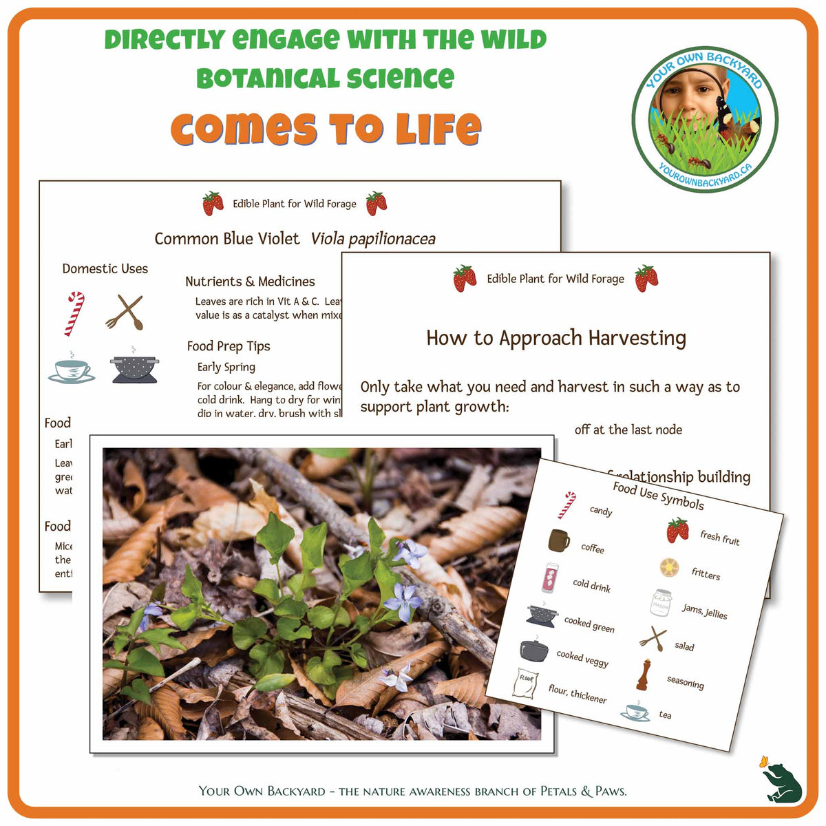Internal pages of Common Blue Violet Wild Edibles Guide to demonstrate the educational value of this pdf download and printable product. Includes a photograph of the real plant.