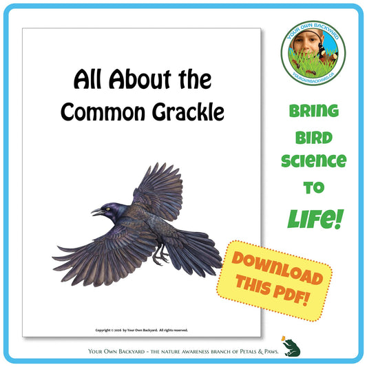 Product image for downloadable PDF, 'All About Birds - the Common Grackle', an elementary-level unit study product by Your Own Backyard | Petals & Paws.