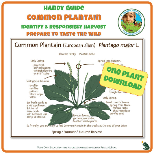 Common Plantain Wild Edibles Guide is a handy pdf download and printable for identifying, responsibly harvesting and preparing common plantain. Image has product info above, shows the cover below, indicates "One Plant Download", and "Your Own Backyard - The Nature Awareness Branch of Petals & Paws" runs along the bottom.