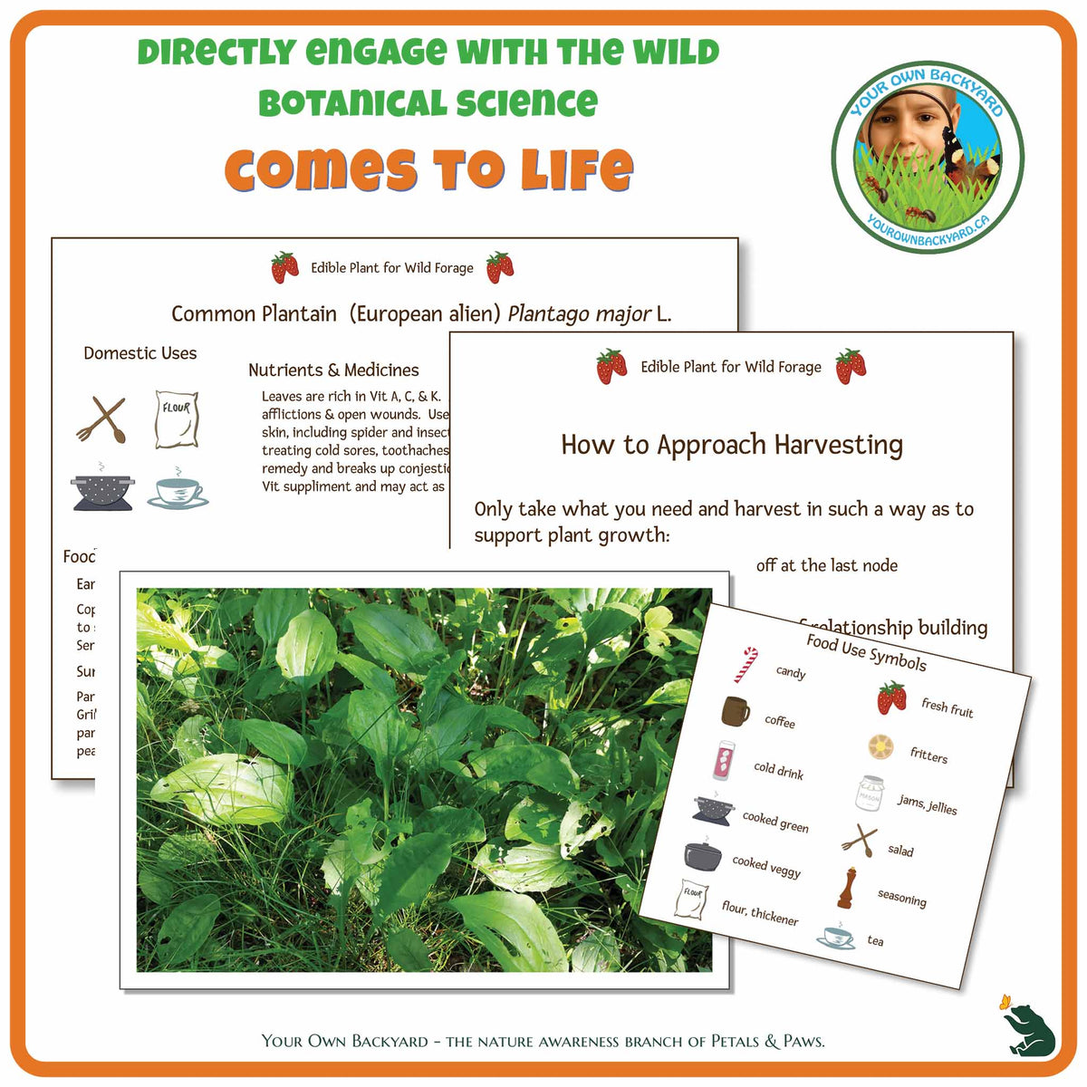 Internal pages of Common Plantain Wild Edibles Guide to demonstrate the educational value of this pdf download and printable product. Includes a photograph of the real plant.