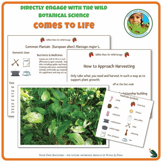 Internal pages of Common Plantain Wild Edibles Guide to demonstrate the educational value of this pdf download and printable product. Includes a photograph of the real plant.