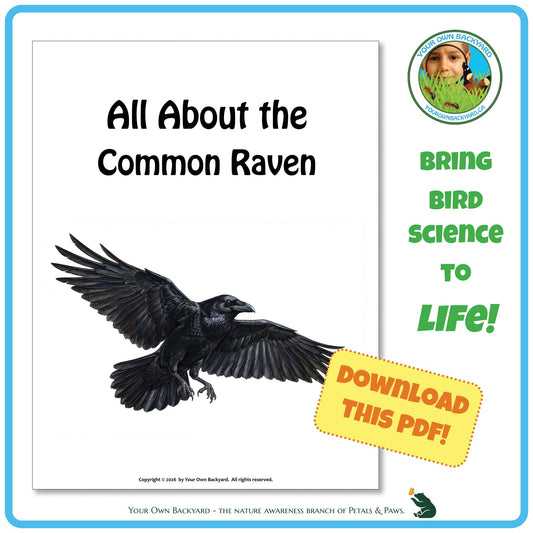 Product image for downloadable PDF, 'All About Birds - the Common Raven', an elementary-level unit study product by Your Own Backyard | Petals & Paws.