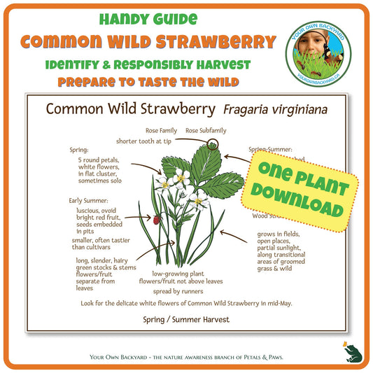 Common Wild Strawberry Wild Edibles Guide is a handy pdf download and printable for identifying, responsibly harvesting and preparing common wild strawberry. Image has product info above, shows the cover below, indicates "One Plant Download", and "Your Own Backyard - The Nature Awareness Branch of Petals & Paws" runs along the bottom.