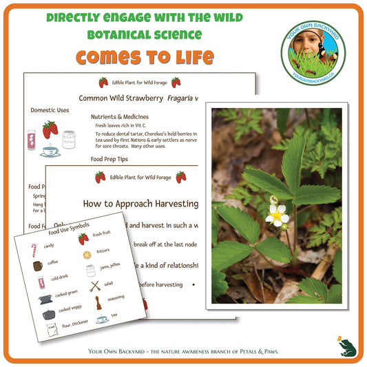 Internal pages of Common Wild Strawberry Wild Edibles Guide to demonstrate the educational value of this pdf download and printable product. Includes a photograph of the real plant.