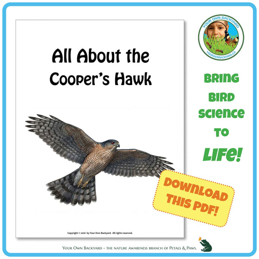 Product image for downloadable PDF, 'All About Birds - the Cooper's Hawk', an elementary-level unit study product by Your Own Backyard | Petals & Paws.