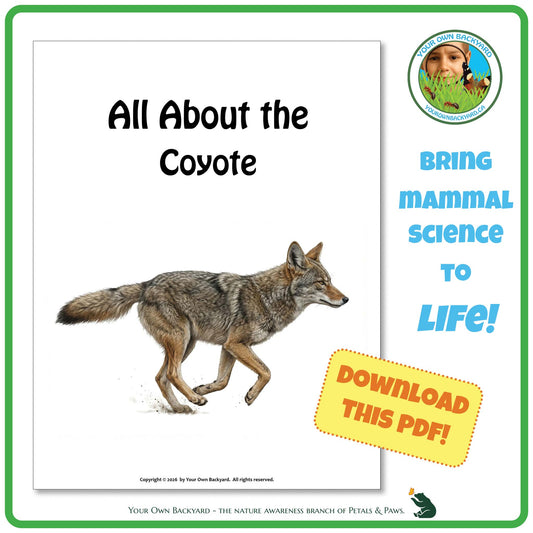 Product image for downloadable PDF, 'All About Mammals - the Coyote', an elementary-level unit study product by Your Own Backyard | Petals & Paws.