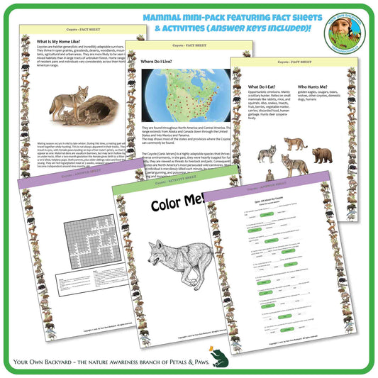 Internal pages of, 'All About Mammals - the Coyote' downloadable PDF product, an elementary-level unit by Your Own Backyard | Petals & Paws. Pages include natural history fact sheets and various printable worksheets.