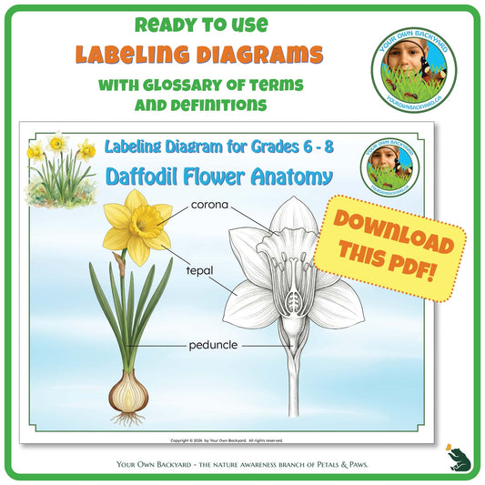 Ready-to-use details about Daffodil Anatomy - Labeling Diagrams Grades 6-8 run along the top, along with Your Own Backyard logo in the right corner. Below this is the cover image for this product, featuring color and black-white daffodil illustrations. "Your Own Backyard - The Nature Awareness Branch of Petals & Paws" runs along the bottom.
