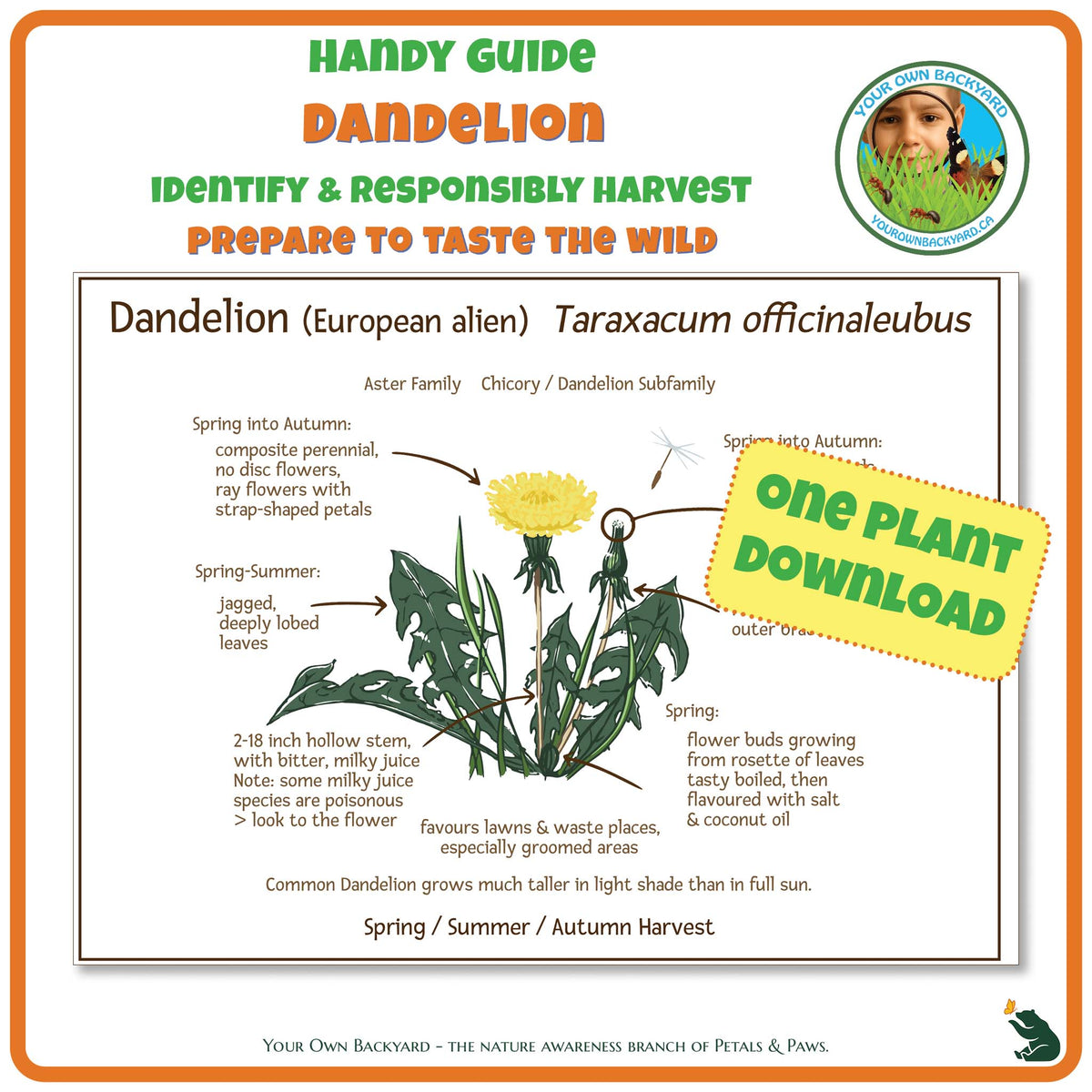Dandelion Wild Edibles Guide is a handy pdf download and printable for identifying, responsibly harvesting and preparing dandelion. Image has product info above, shows the cover below, indicates "One Plant Download", and "Your Own Backyard - The Nature Awareness Branch of Petals & Paws" runs along the bottom.