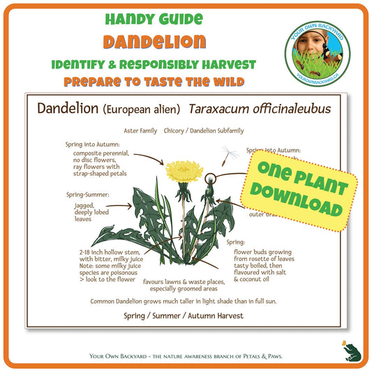 Dandelion Wild Edibles Guide is a handy pdf download and printable for identifying, responsibly harvesting and preparing dandelion. Image has product info above, shows the cover below, indicates "One Plant Download", and "Your Own Backyard - The Nature Awareness Branch of Petals & Paws" runs along the bottom.