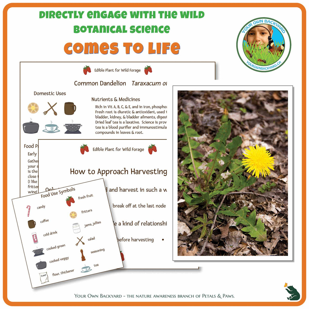 Internal pages of Dandelion Wild Edibles Guide to demonstrate the educational value of this pdf download and printable product. Includes a photograph of the real plant.