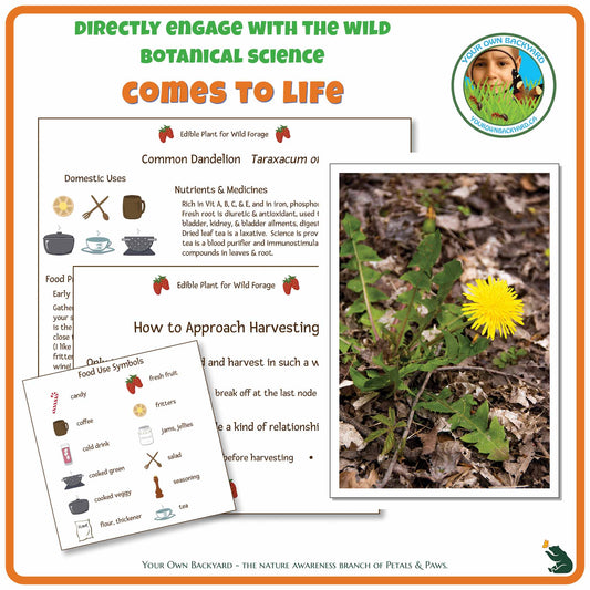 Internal pages of Dandelion Wild Edibles Guide to demonstrate the educational value of this pdf download and printable product. Includes a photograph of the real plant.