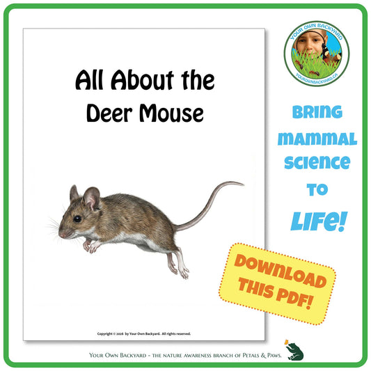 Product image for downloadable PDF, 'All About Mammals - the Deer Mouse', an elementary-level unit study product by Your Own Backyard | Petals & Paws.

