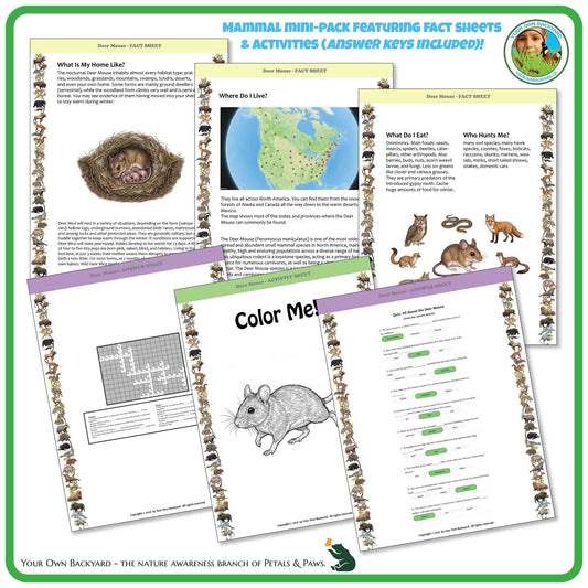 Internal pages of, 'All About Mammals - the Deer Mouse' downloadable PDF product, an elementary-level unit by Your Own Backyard | Petals & Paws. Pages include natural history fact sheets and various printable worksheets.