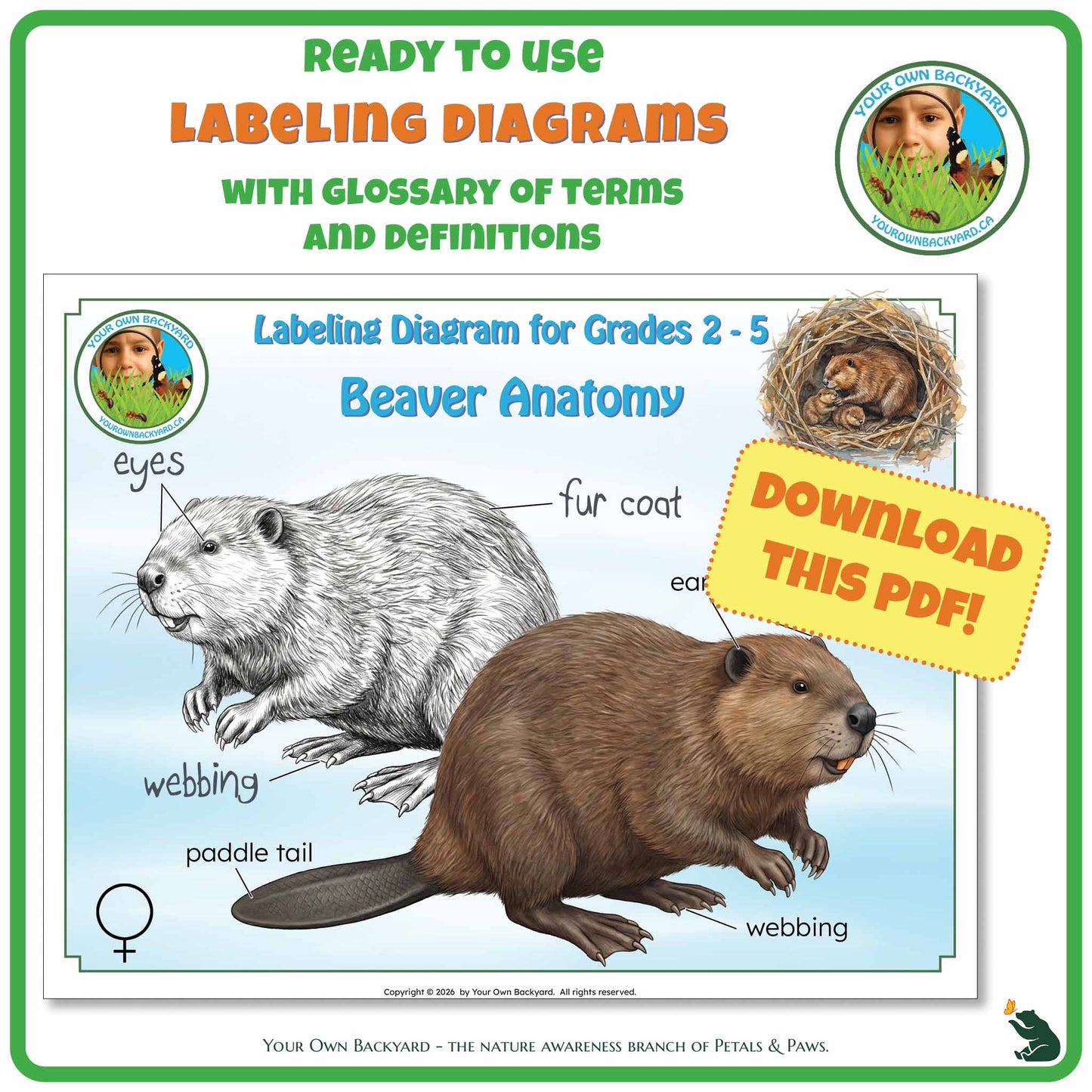 Beaver Anatomy - Labeling Diagrams for Grades 2-5