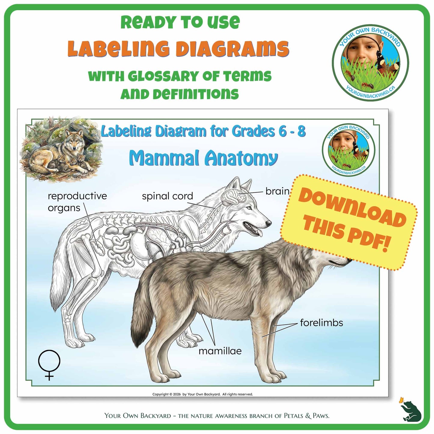 Mammal Anatomy - Labeling Diagrams for Grades 6-8