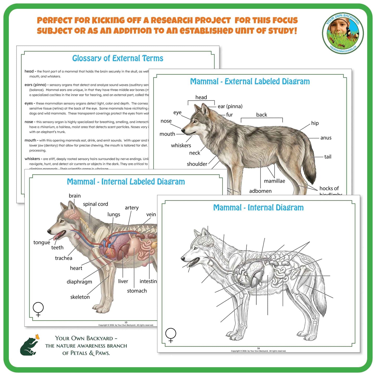Mammal Anatomy - Labeling Diagrams for Grades 6-8