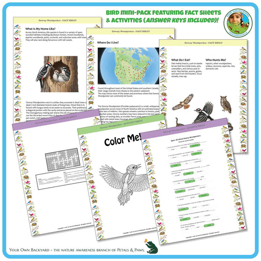 Internal pages of, 'All About Birds - the Downy Woodpecker' downloadable PDF product, an elementary-level unit by Your Own Backyard | Petals & Paws. Pages include natural history fact sheets and various printable worksheets.