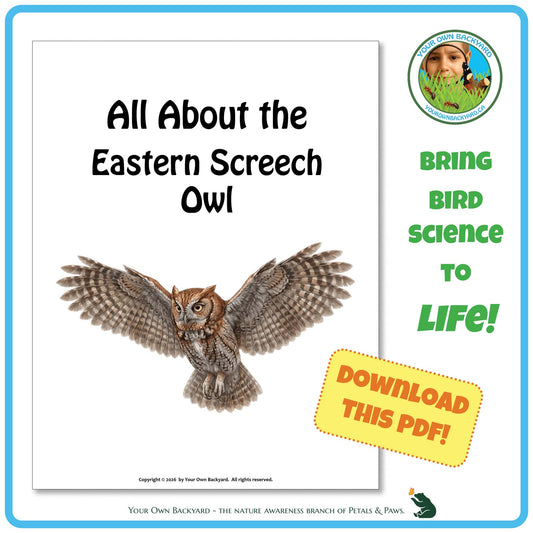 Product image for downloadable PDF, 'All About Birds - the Easter Screech Owl', an elementary-level unit study product by Your Own Backyard | Petals & Paws.
