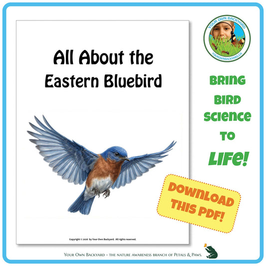 Product image for downloadable PDF, 'All About Birds - the Eastern Bluebird', an elementary-level unit study product by Your Own Backyard | Petals & Paws.