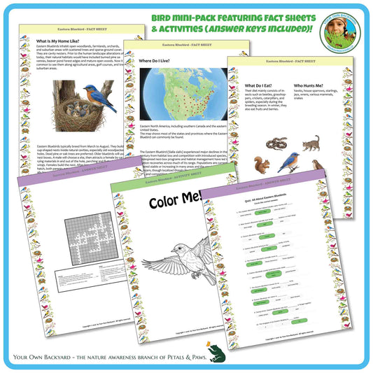 Internal pages of, 'All About Birds - the Eastern Bluebird' downloadable PDF product, an elementary-level unit by Your Own Backyard | Petals & Paws. Pages include natural history fact sheets and various printable worksheets.
