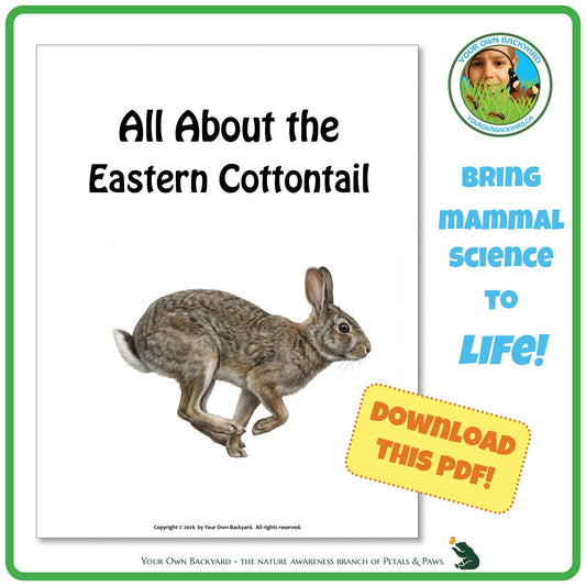 Product image for downloadable PDF, 'All About Mammals - the Eastern Cottontail', an elementary-level unit study product by Your Own Backyard | Petals & Paws.