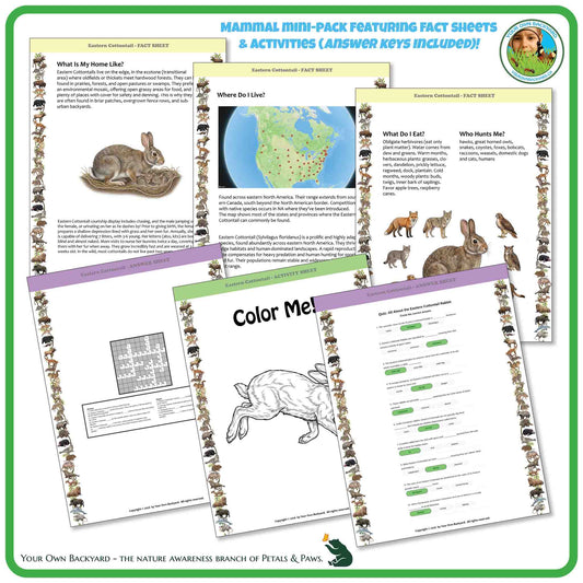Internal pages of, 'All About Mammals - the Eastern Cottontail' downloadable PDF product, an elementary-level unit by Your Own Backyard | Petals & Paws. Pages include natural history fact sheets and various printable worksheets.