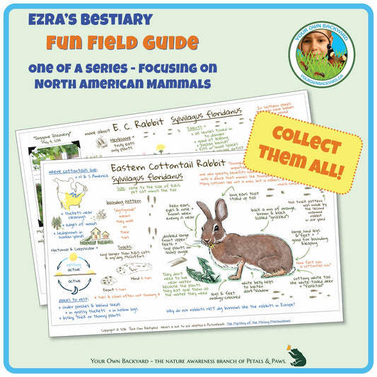 Cover for pdf download and printable Eastern Cottontail Rabbit Field Guide, a two-page journal-style field guide all about this mammal. Image has product info above, along with Your Own Backyard logo. The first page lays on top of the second, with first-page details clearly visible. Call-out, "Collect Them All!" and "Your Own Backyard - The Nature Awareness Branch of Petals & Paws" runs along the bottom.