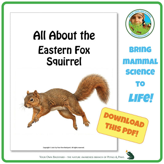 Product image for downloadable PDF, 'All About Mammals - the Eastern Fox Squirrel', an elementary-level unit study product by Your Own Backyard | Petals & Paws.
