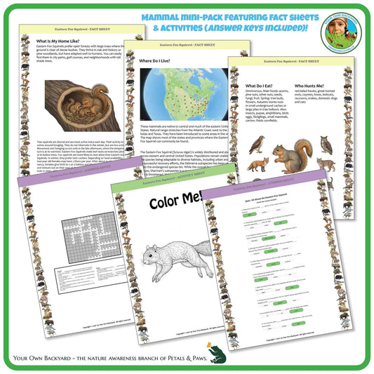 Internal pages of, 'All About Mammals - the Eastern Fox Squirrel' downloadable PDF product, an elementary-level unit by Your Own Backyard | Petals & Paws. Pages include natural history fact sheets and various printable worksheets.