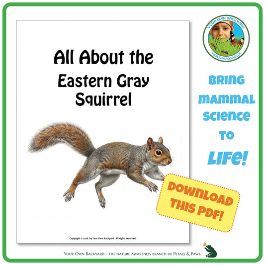 Product image for downloadable PDF, 'All About Mammals - the Eastern Gray Squirrel', an elementary-level unit study product by Your Own Backyard | Petals & Paws.