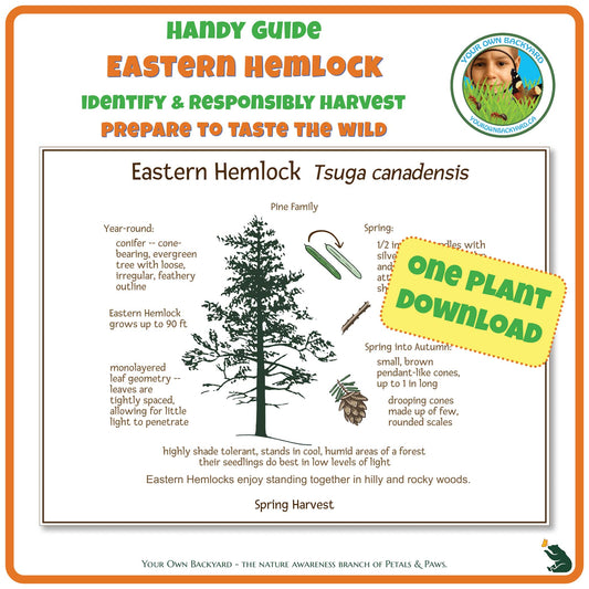 Eastern White Hemlock Wild Edibles Guide is a handy pdf download and printable for identifying, responsibly harvesting and preparing eastern hemlock (tree). Image has product info above, shows the cover below, indicates "One Plant Download", and "Your Own Backyard - The Nature Awareness Branch of Petals & Paws" runs along the bottom.