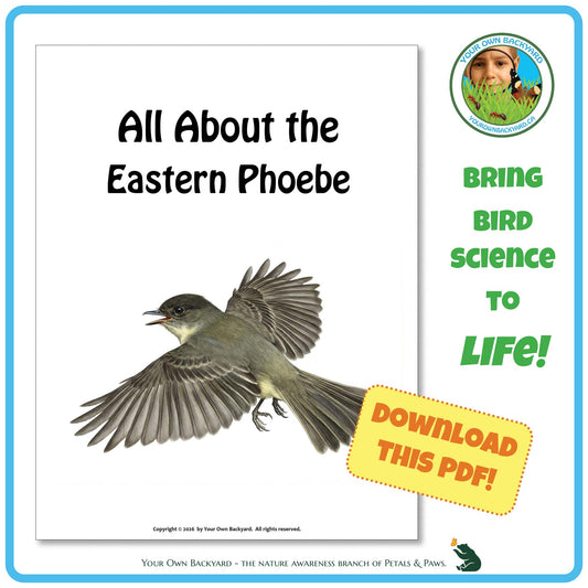 Product image for downloadable PDF, 'All About Birds - the Eastern Phoebe', an elementary-level unit study product by Your Own Backyard | Petals & Paws.