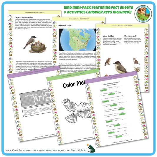 Internal pages of, 'All About Birds - the Eastern Phoebe' downloadable PDF product, an elementary-level unit by Your Own Backyard | Petals & Paws. Pages include natural history fact sheets and various printable worksheets.
