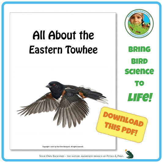 Product image for downloadable PDF, 'All About Birds - the Eastern Towhee', an elementary-level unit study product by Your Own Backyard | Petals & Paws.