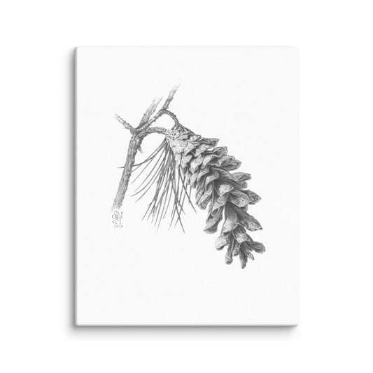 Gallery-wrapped 8x10 canvas of Pinus strobus - Eastern White Pine, graphite depiction of an Eastern white pinecone on a winter-bare branch.  Illustrated by Suzanne Matheson, 2017.