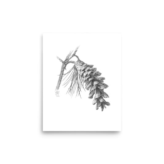Museum-quality print of Pinus strobus - Eastern White Pine, graphite depiction of an Eastern white pinecone on a winter-bare branch.  Illustrated by Suzanne Matheson, 2017.