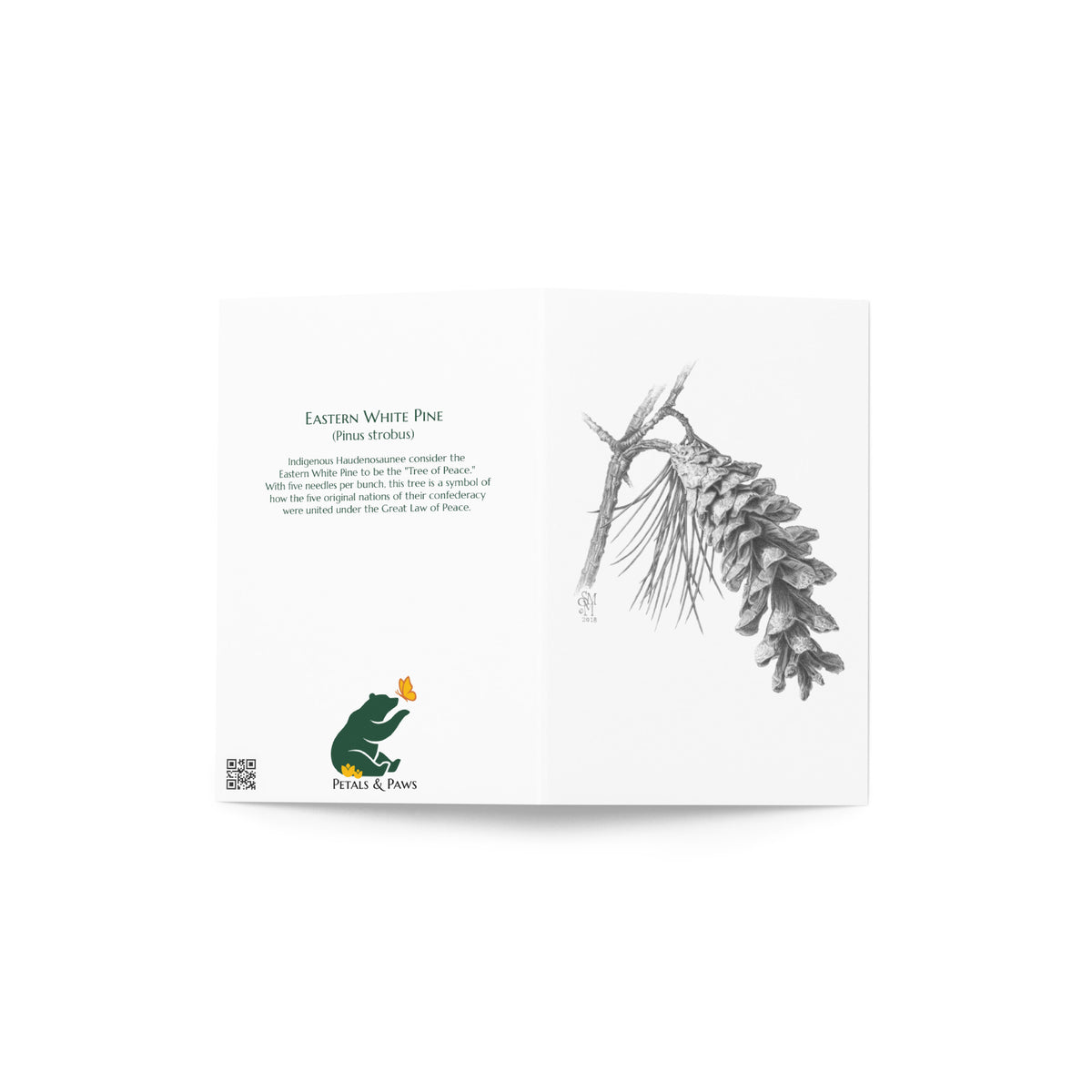 The Pinus strobus - Eastern White Pine Greeting Card, open, showing front and back. The front features the graphite pinecone illustration. The back features interesting fact and Petals & Paws logo.