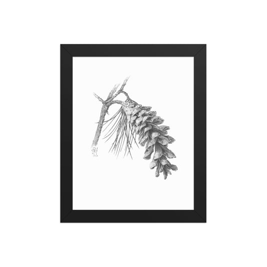 Black framed print of Pinus strobus - Eastern White Pine, graphite depiction of an Eastern white pinecone on a winter-bare branch.  Illustrated by Suzanne Matheson, 2017.